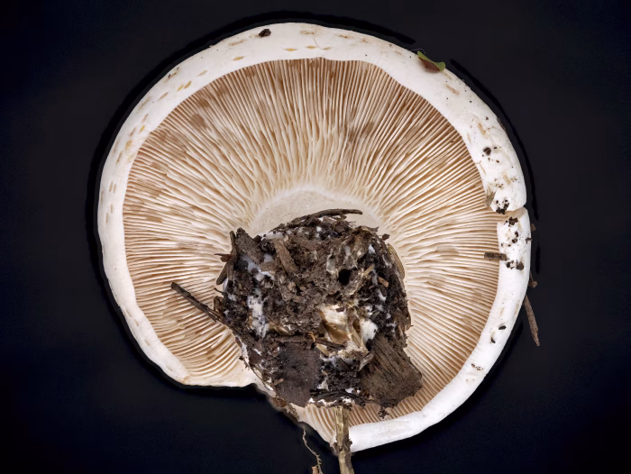 Aspropaxillus giganteus &ndash; Riesen-Krempentrichterling, die Lamellen sind in Stieln&auml;he teilweise dichotomisch gegabelt