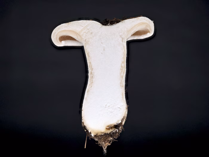 Aspropaxillus giganteus &ndash; Riesen-Krempentrichterling, Schnittbild eines jungen Fruchtk&ouml;rpers