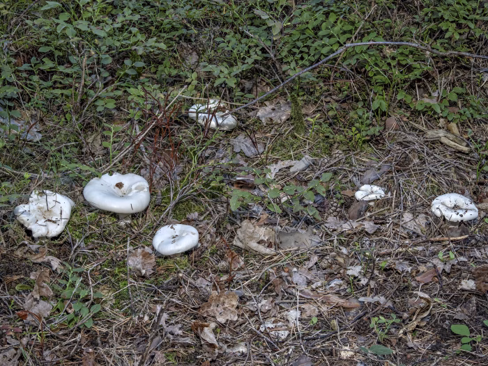 Aspropaxillus giganteus &ndash; Riesen-Krempentrichterling, der Saprobiont w&auml;chst auf Waldlichtungen und im Gras, Wegr&auml;ndern
