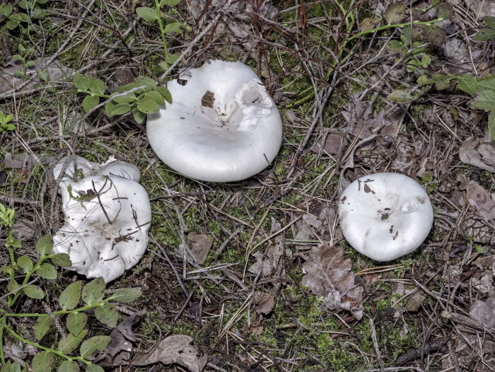 Aspropaxillus giganteus &ndash; Riesen-Krempentrichterling, junge Exemplare mit leicht gerieften Hutr&auml;ndern