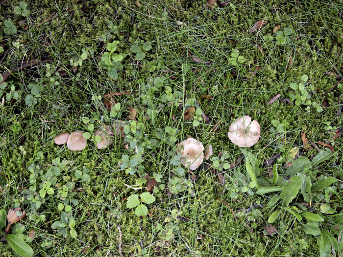 Calocybe carnea &ndash; Fleischr&ouml;tlicher Sch&ouml;nkopf, die Pilze wachsen auf Magerrasen, in Parkanlagen