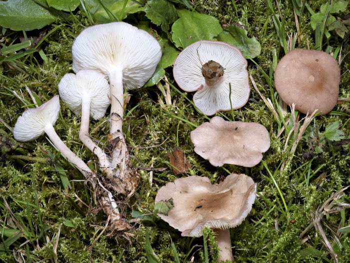 Calocybe carnea &ndash; Fleischr&ouml;tlicher Sch&ouml;nkopf, Gruppe in meinem Garten