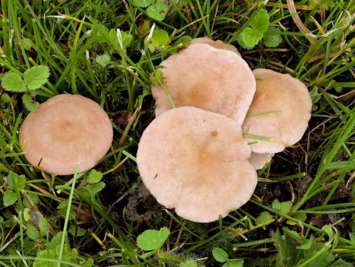 Calocybe carnea &ndash; Fleischr&ouml;tlicher Sch&ouml;nkopf, die Saprobionten wachsen einzeln, seltener b&uuml;schelig
