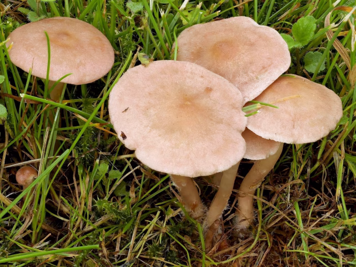 Calocybe carnea &ndash; Fleischr&ouml;tlicher Sch&ouml;nkopf, die Hutfarbe gab den Namen