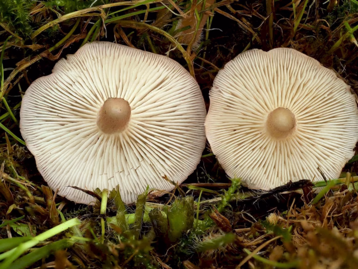 Calocybe carnea &ndash; Fleischr&ouml;tlicher Sch&ouml;nkopf, Blick in die Lamellen
