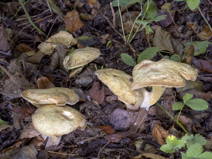 Gyrodon lividus &ndash; Erlen-Gr&uuml;bling, adulte Pilze, rechts am Stiel die weit herablaufenden Lamellen
