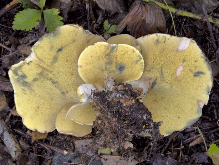 Gyrodon lividus &ndash; Erlen-Gr&uuml;bling, die R&ouml;hren eckig, l&auml;nglich und ungleich, niemals rund