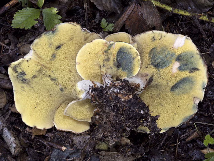 Gyrodon lividus &ndash; Erlen-Gr&uuml;bling, die R&ouml;hren blauen auf Druck fast sofort