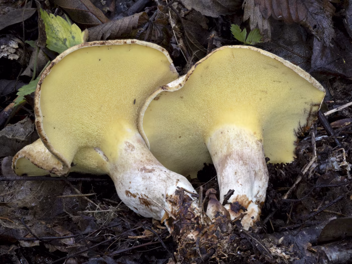 Gyrodon lividus &ndash; Erlen-Gr&uuml;bling, ganz typisch am Stiel herablaufenden R&ouml;hren
