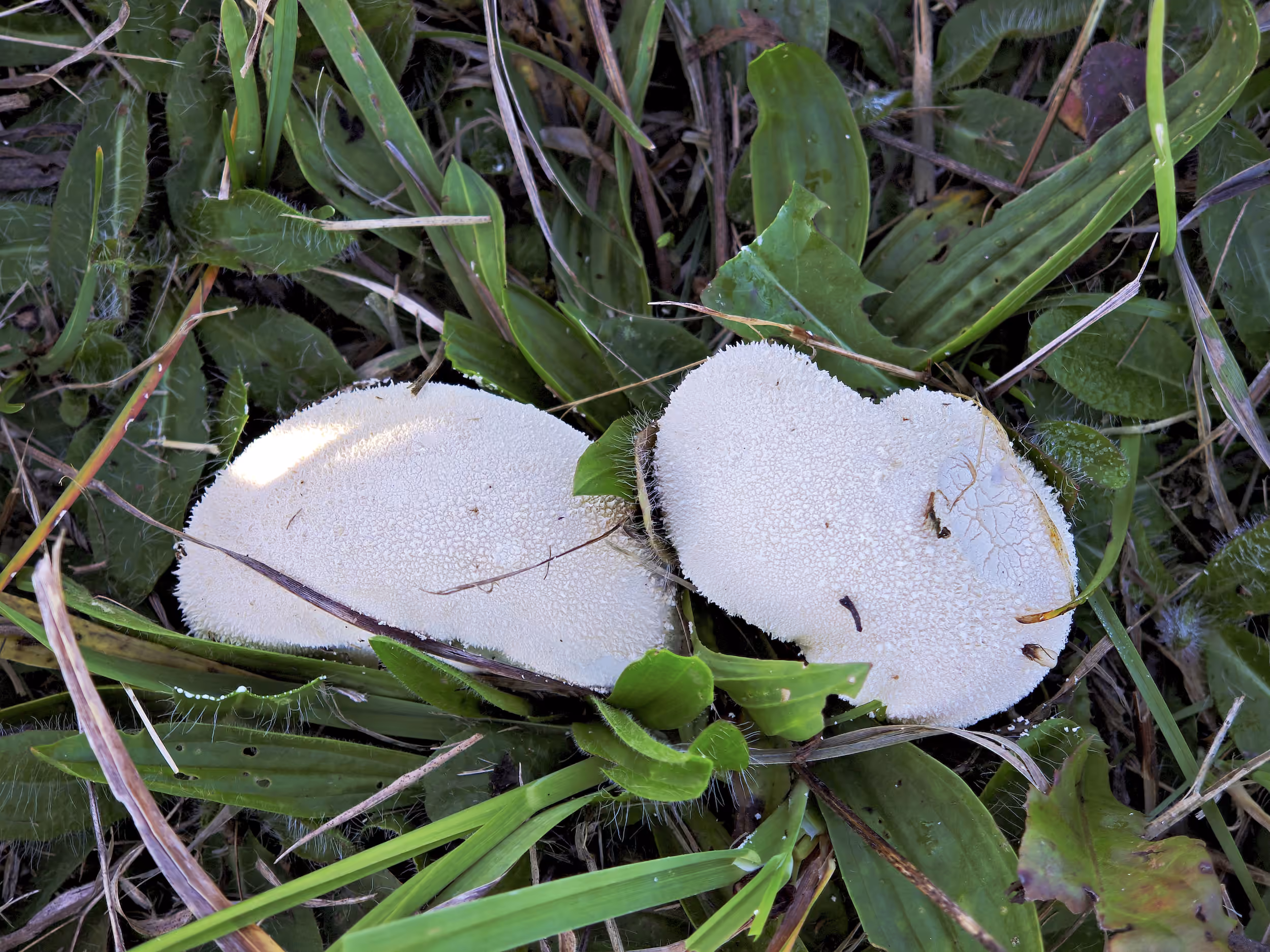 Lycoperdon pratense – Wiesen-Stäubling, Pilzschule-Vogtland