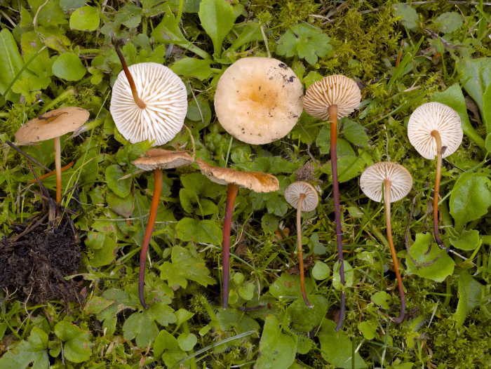 Mycetinis scorodonius &ndash; Echter Knoblauchschwindling, ist der Pilz in der N&auml;he, hat man schon Knoblauchgeruch in der Nase