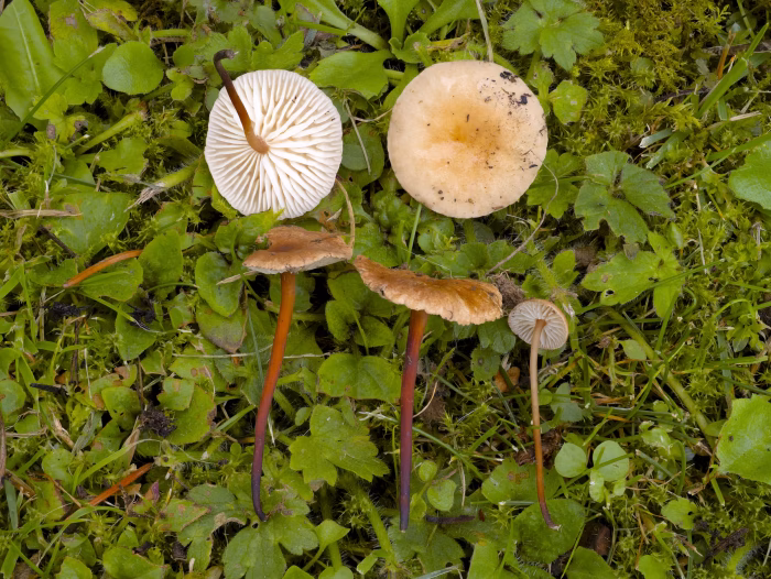 Mycetinis scorodonius &ndash; Echter Knoblauchschwindling, z&auml;he, typisch dunkelbraun zu rotbraun oder heller gef&auml;rbte Stiele