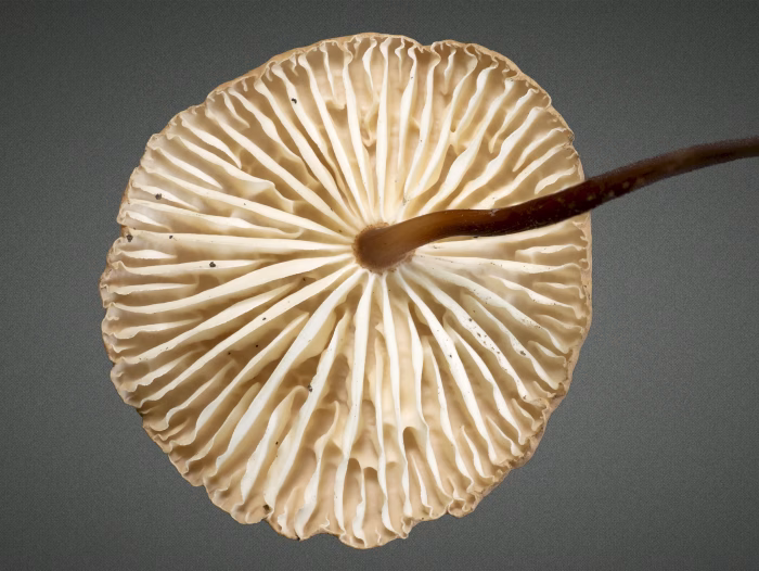 Mycetinis scorodonius &ndash; Echter Knoblauchschwindling, die Lamellen sind mit Anastomosen quer verbunden
