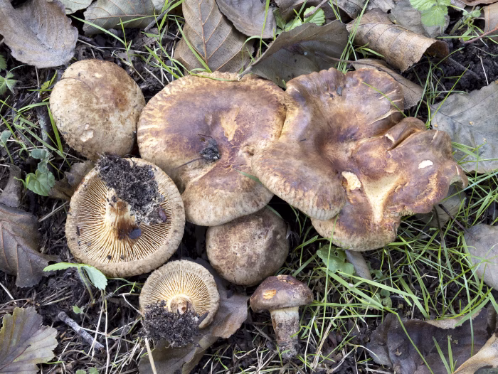 Paxillus rubicundulus &ndash; Erlen-Krempling, findet man ausnahmslos bei Erlen