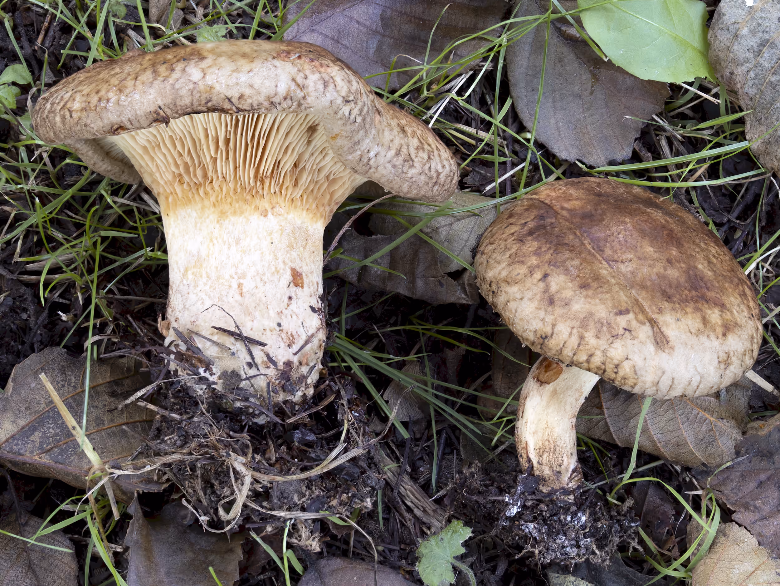 Paxillus rubicundulus – Erlen-Krempling, Pilzschule-Vogtland