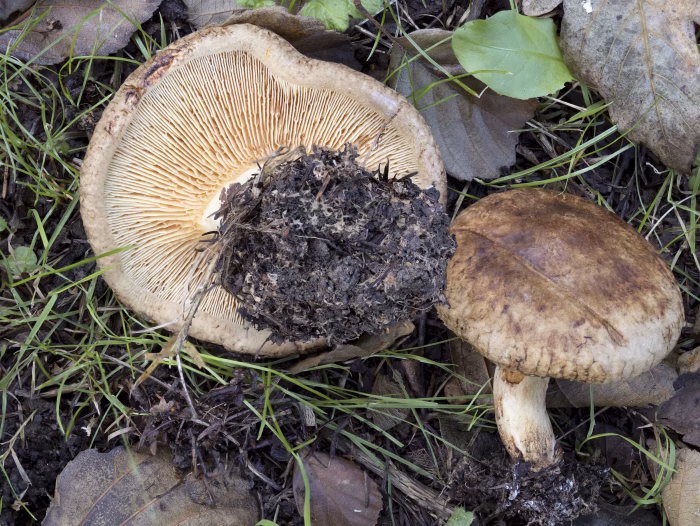 Paxillus rubicundulus &ndash; Erlen-Krempling, bei allen Kremplingen ist der Hutrand eingerollt