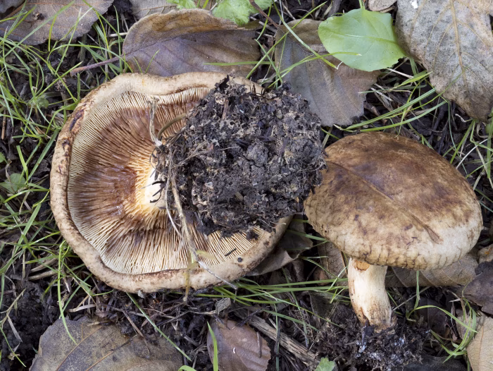 Paxillus rubicundulus &ndash; Erlen-Krempling, bei Druck f&auml;rben sich die Lamellen typisch braun