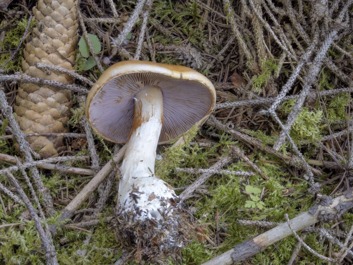 Phlegmacium varium &ndash; Ziegelgelber Schleimkopf, w&auml;chst an mossigen Stellen im Nadelwald