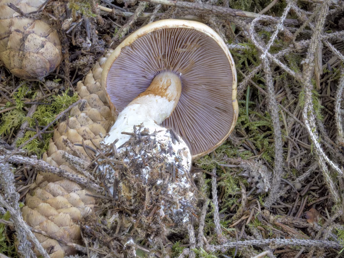 Phlegmacium varium &ndash; Ziegelgelber Schleimkopf, die Lamellen sind jung fliederlila