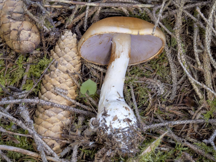 Phlegmacium varium &ndash; Ziegelgelber Schleimkopf, lebt in Mykorrhiza-Symbiose mit Nadelb&auml;umen