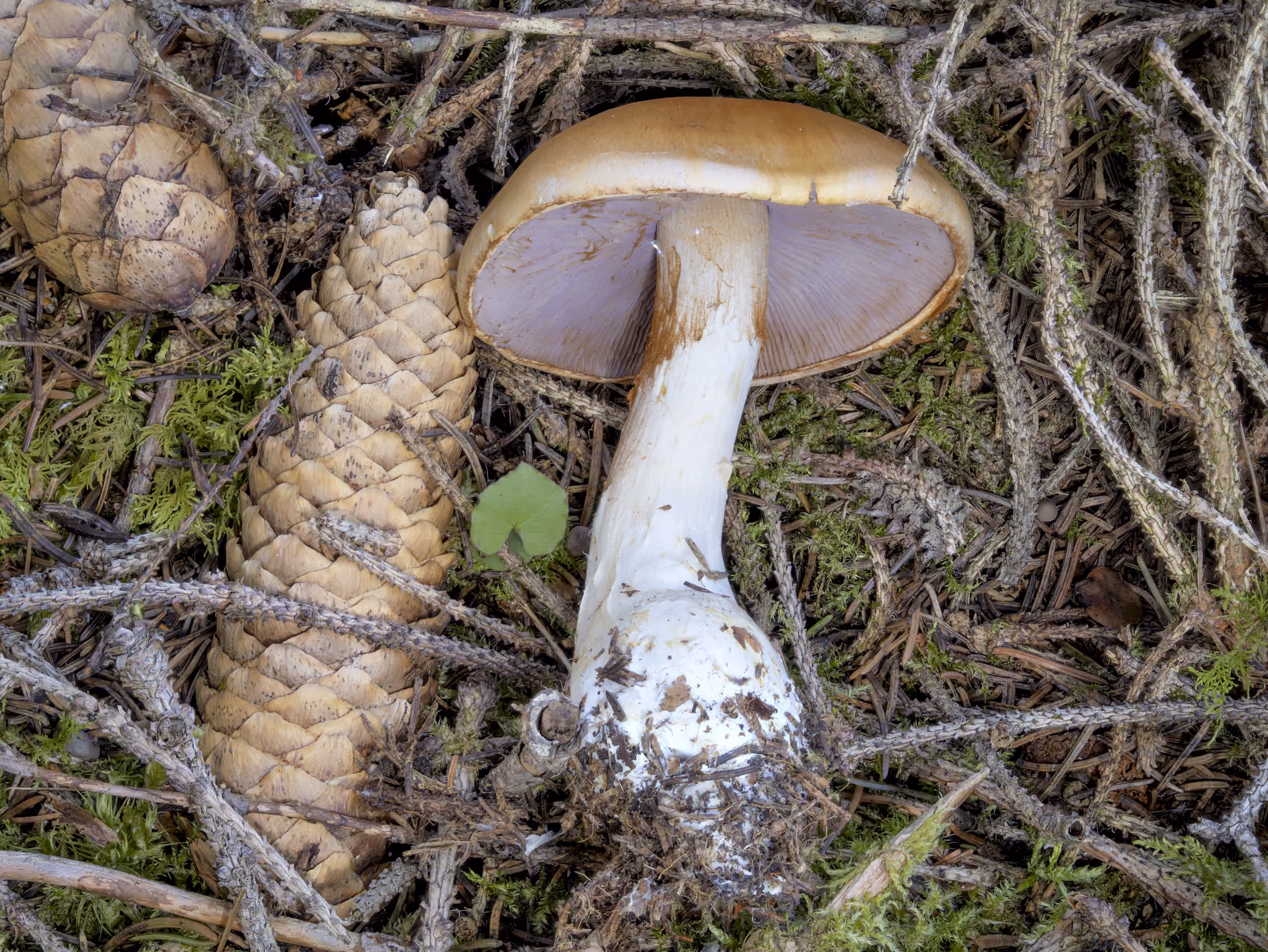 Phlegmacium varium – Ziegelgelber Schleimkopf, Pilzschule-Vogtland