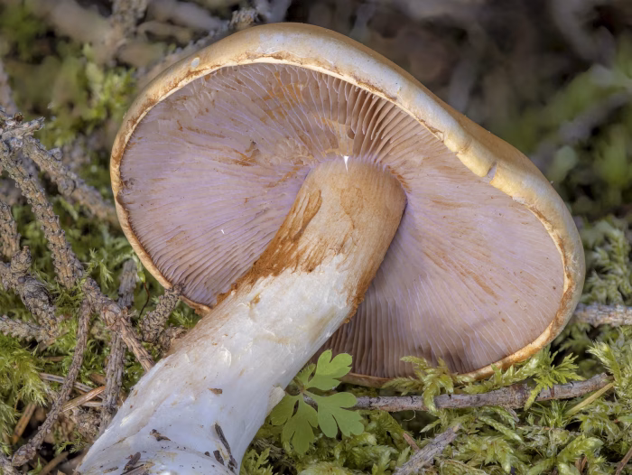 Phlegmacium varium &ndash; Ziegelgelber Schleimkopf, die F&auml;den der Cortina (Schleier) sind mit rostbraunem Sporenpulver behangen