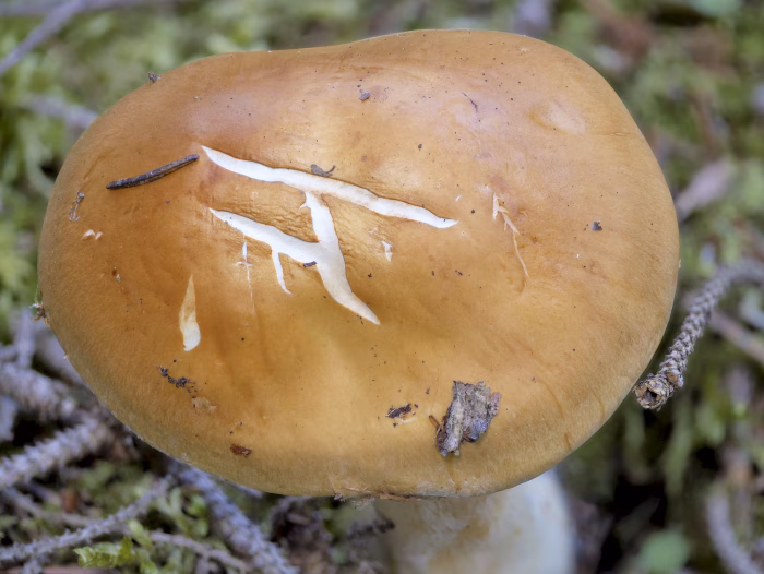 Phlegmacium varium &ndash; Ziegelgelber Schleimkopf, der Hut ist ziegelgelb