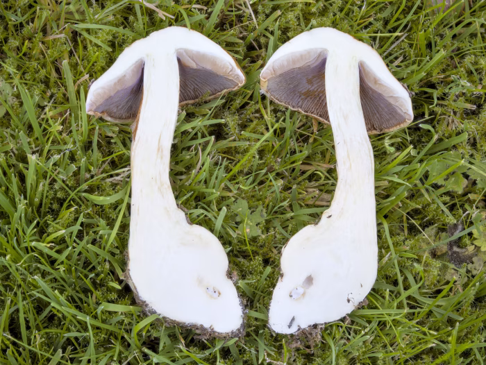 Phlegmacium varium &ndash; Ziegelgelber Schleimkopf, im Schnittbild ist das Fleisch wei&szlig; bis leicht gelblich, niemals lila