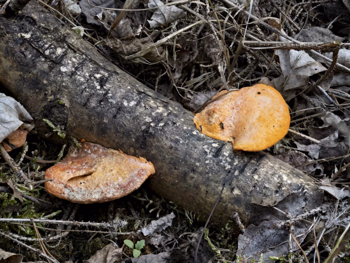 Pycnoporus cinnabarinus &ndash; N&ouml;rdlicher Zinnoberschwamm, der Saprobiont w&auml;chst auf totem Laubholz