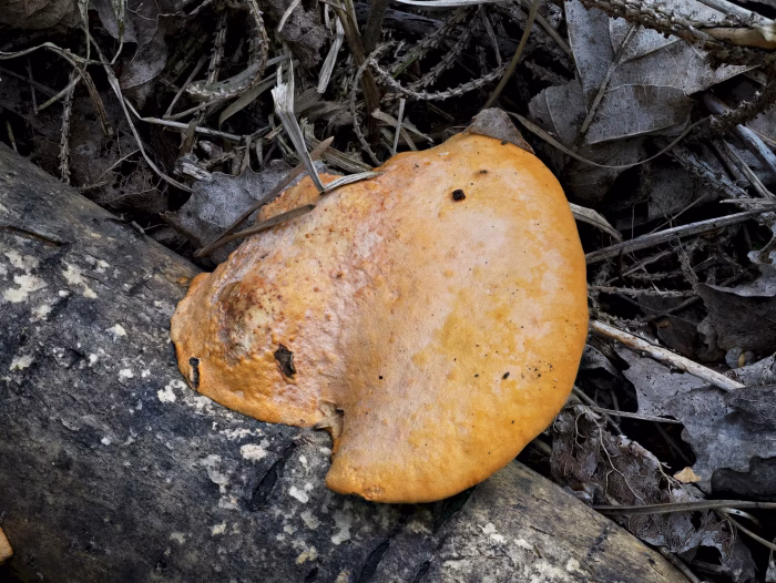 Pycnoporus cinnabarinus &ndash; N&ouml;rdlicher Zinnoberschwamm, die Hutoberfl&auml;che ist weniger kr&auml;ftig gef&auml;rbt als die Unterseite