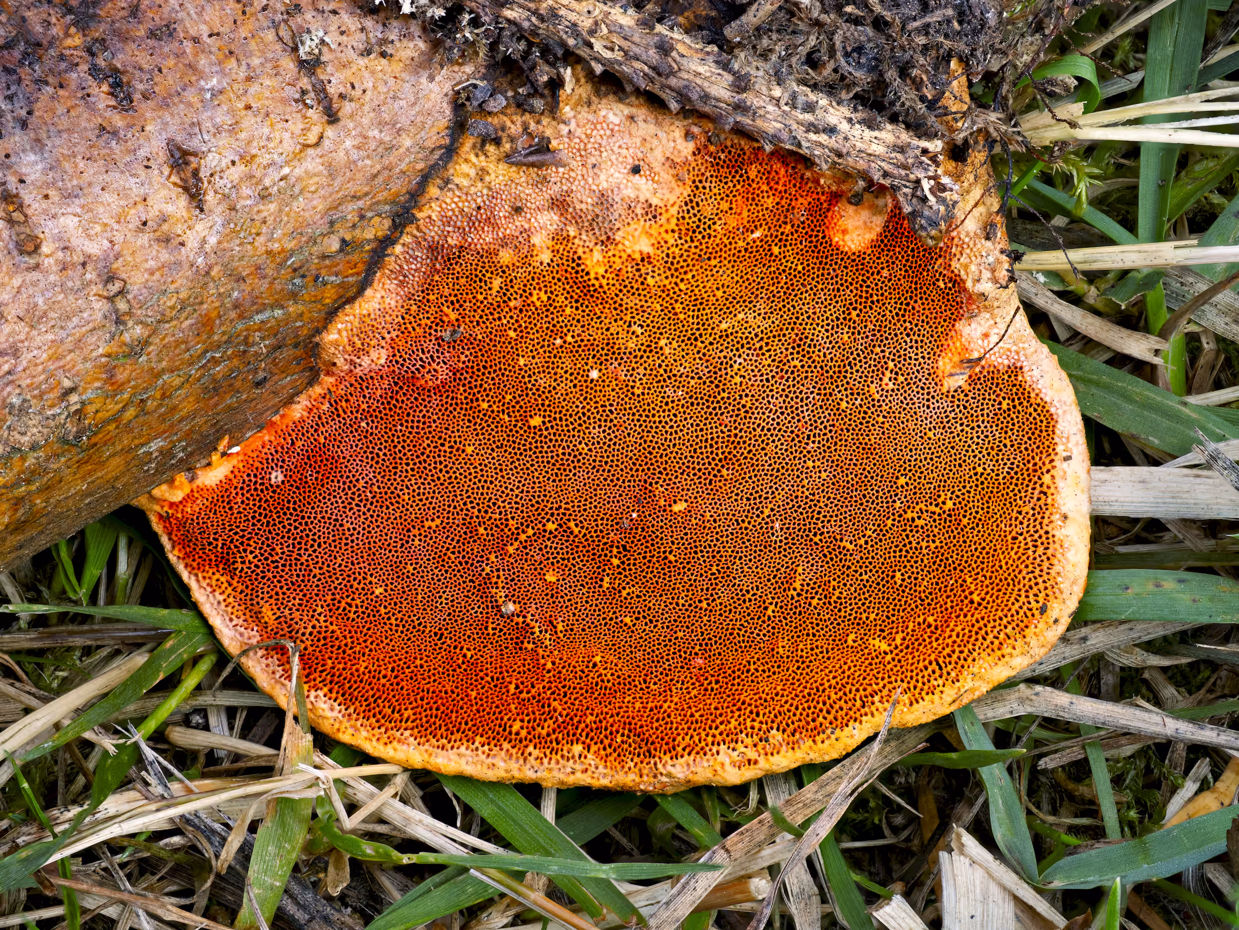 Pycnoporus cinnabarinus – Nördlicher Zinnoberschwamm, Pilzschule-Vogtland