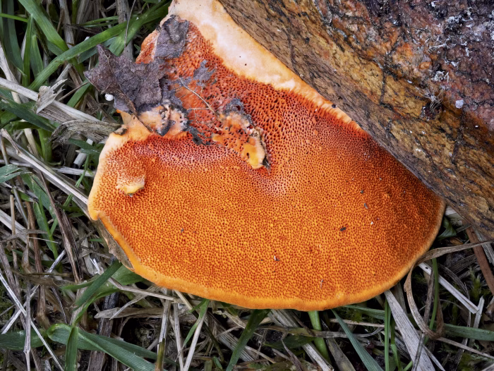 Pycnoporus cinnabarinus &ndash; N&ouml;rdlicher Zinnoberschwamm, der Pilz hei&szlig;t im Deutschen auch: Zinnoberrote Tramete