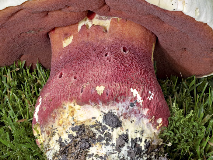 Rubroboletus satanas &ndash; Satans-R&ouml;hrling, typische F&auml;rbung von R&ouml;hrenm&uuml;ndungen und Stiel