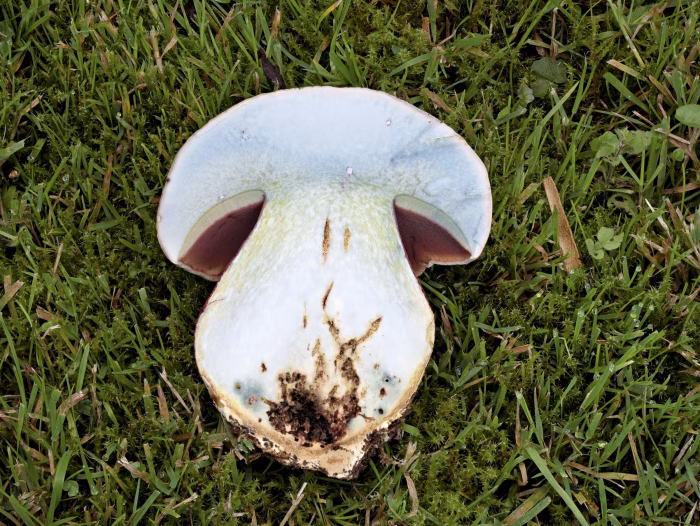 Rubroboletus satanas &ndash; Satans-R&ouml;hrling, im Schnittbild blaut der Pilz etwas