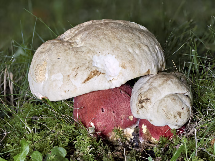 Rubroboletus satanas &ndash; Satans-R&ouml;hrling, diese Pilze sind in Sachsen sehr selten zu finden