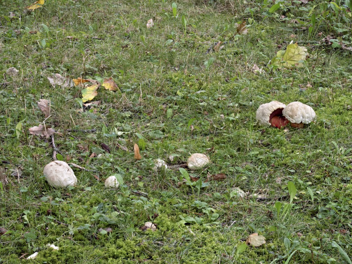 Rubroboletus satanas &ndash; Satans-R&ouml;hrling, die sch&ouml;nen Pilze k&ouml;nnen bis 20 cm Hutdurchmesser erreichen