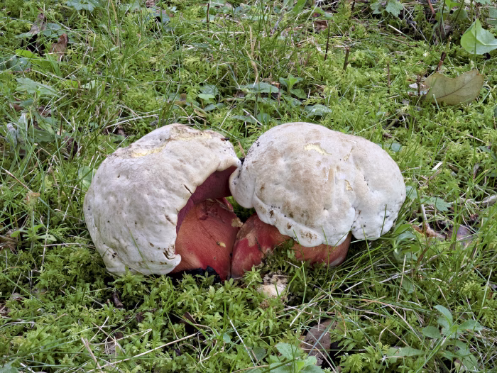 Rubroboletus satanas &ndash; Satans-R&ouml;hrling, ein P&auml;rchen wie aus dem Bilderbuch