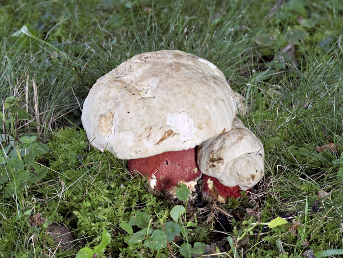 Rubroboletus satanas &ndash; Satans-R&ouml;hrling, diese Pilze sind einfach nur sch&ouml;n