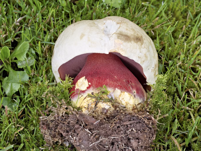 Rubroboletus satanas &ndash; Satans-R&ouml;hrling, das helle Netz ist auf den Stiel aufgesetzt