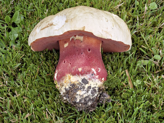 Rubroboletus satanas &ndash; Satans-R&ouml;hrling, typische F&auml;rbung des Hutes