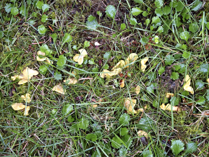 Spathularia flavida &ndash; Dottergelber Spateling, kann ich gr&ouml;&szlig;eren Gruppen auftreten