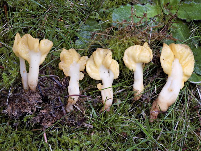 Spathularia flavida &ndash; Dottergelber Spateling, Kollektion ausgewachsener Pilze