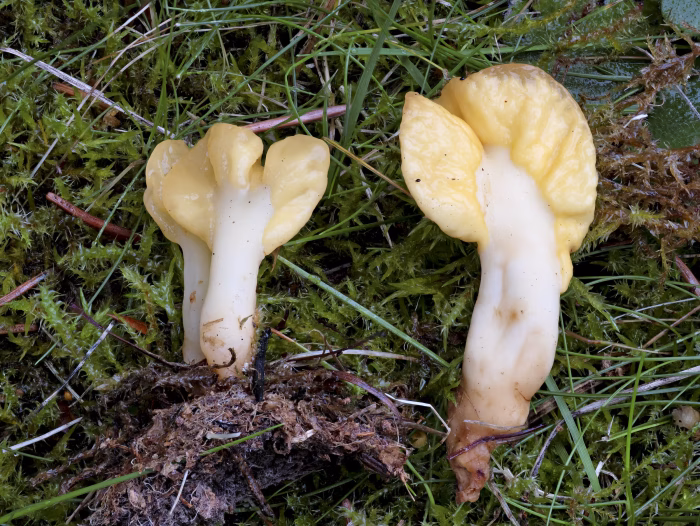 Spathularia flavida &ndash; Dottergelber Spateling, die Pilze sind bis zu 4 cm hoch