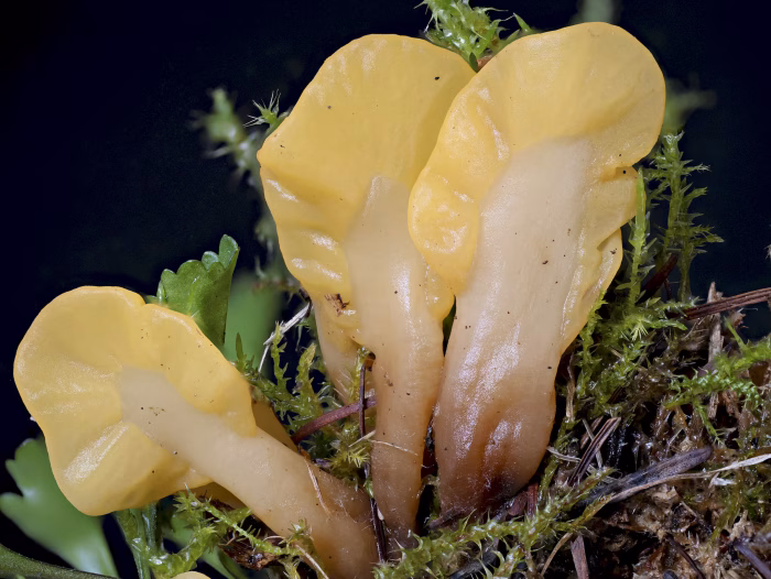 Spathularia flavida &ndash; Dottergelber Spateling, die Pilze sind hygrophan und erscheinen bei N&auml;sse glasig