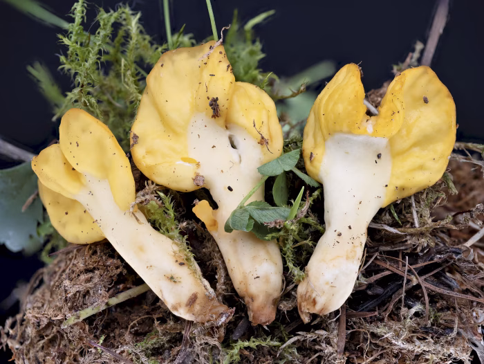 Spathularia flavida &ndash; Dottergelber Spateling, sie sind deutlich in Stiel und die Fruchtschicht geteilt