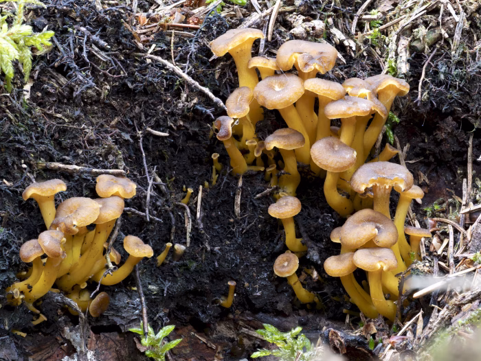 Craterellus tubaeformis &ndash; Trompetenpfifferling, junge Gruppe im Nadelwald