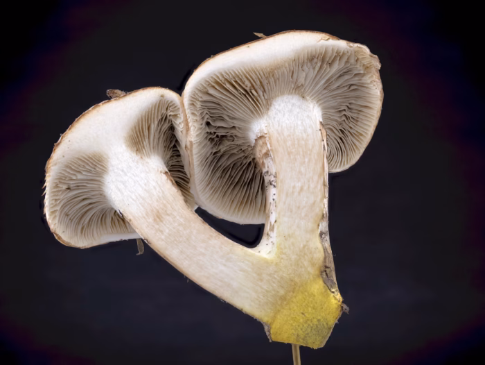 Gomphidius oregonensis &ndash; Oregon-Schmierling, Schnittbild: Fleisch leicht r&ouml;tlich und im Fu&szlig; gelb werdend