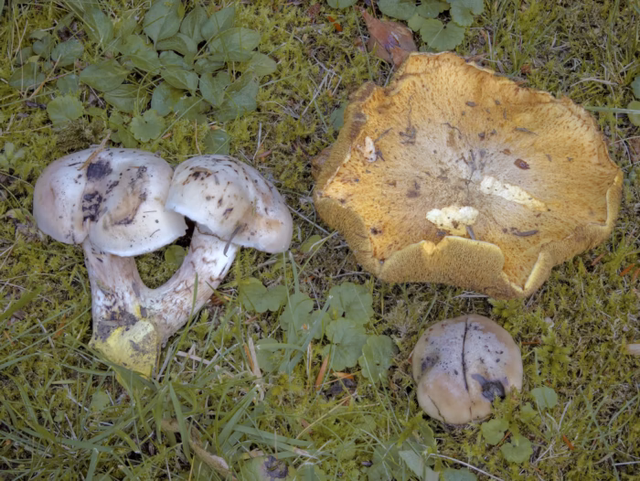 Gomphidius oregonensis &ndash; Oregon-Schmierling und Suillus caerulescens &ndash; Blauender Schmierr&ouml;hrling. Beide Pilzarten kommen in ganz Europa nur in Chemnitz vor!