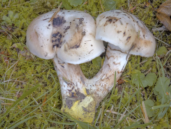 Gomphidius oregonensis &ndash; Oregon-Schmierling, typische Felcken auf den H&uuml;ten