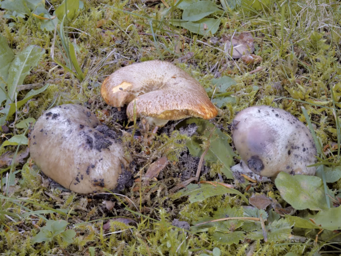 Gomphidius oregonensis &ndash; Oregon-Schmierling, der Pilz parasitiert den in Europa nur einmalig vorkommenden Suillus caerulescens, Blauender Schmierr&ouml;hrling
